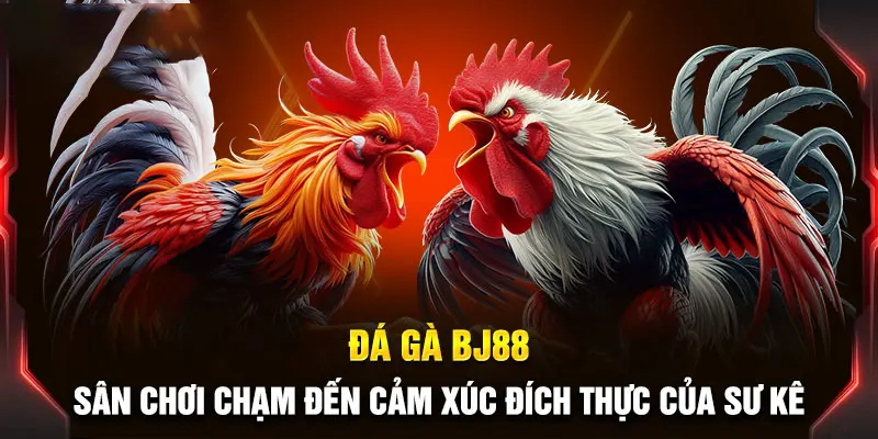 Đá gà BJ88 hấp dẫn bởi nhiều yếu tố