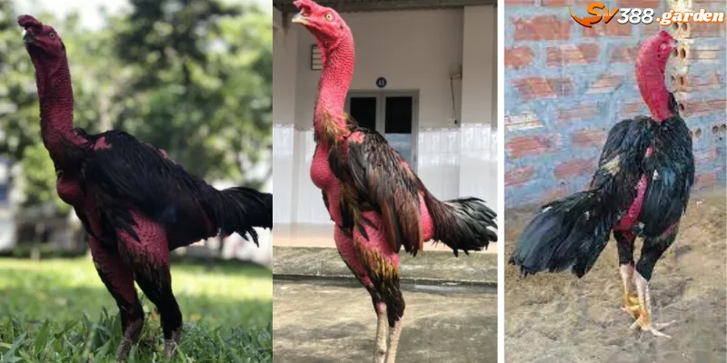 Gà tía Lữ Bố đã đạt nhiều thành tích thi đấu