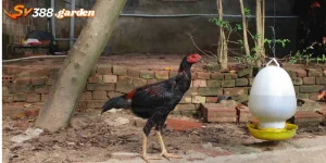 Giới Thiệu Tiểu Sử Gà Tía Lữ Bố - Chiến Thần Top 1 Hiện Nay